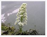 Saxifraga longifolia * Pyrenean Saxifrage - Ordessa Pyrenees- July 1986 * 4379 x 3375 * (7.07MB)